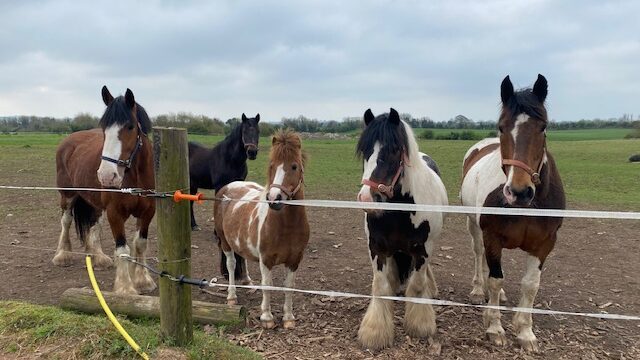 Ability Equine Assisted Therapy