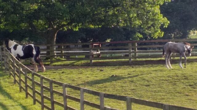 Ballylinch Stud