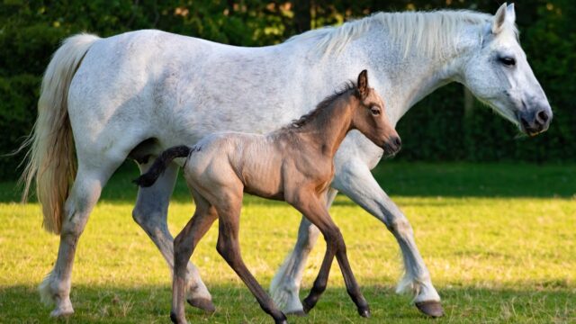 B&B Equine Vets