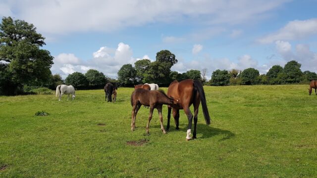 Belmont House Stud Ireland