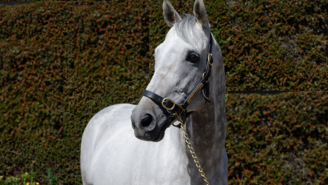 Boardsmill Stud