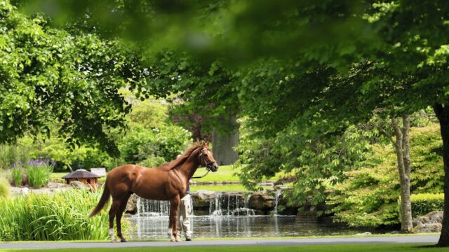 Darley, Kildangan Stud