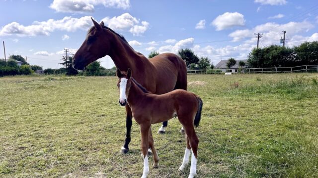 Dearbhla Quinn Equine Reproduction Vet