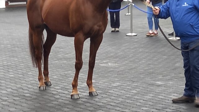Kildangan Stud Farm (Godolphin)