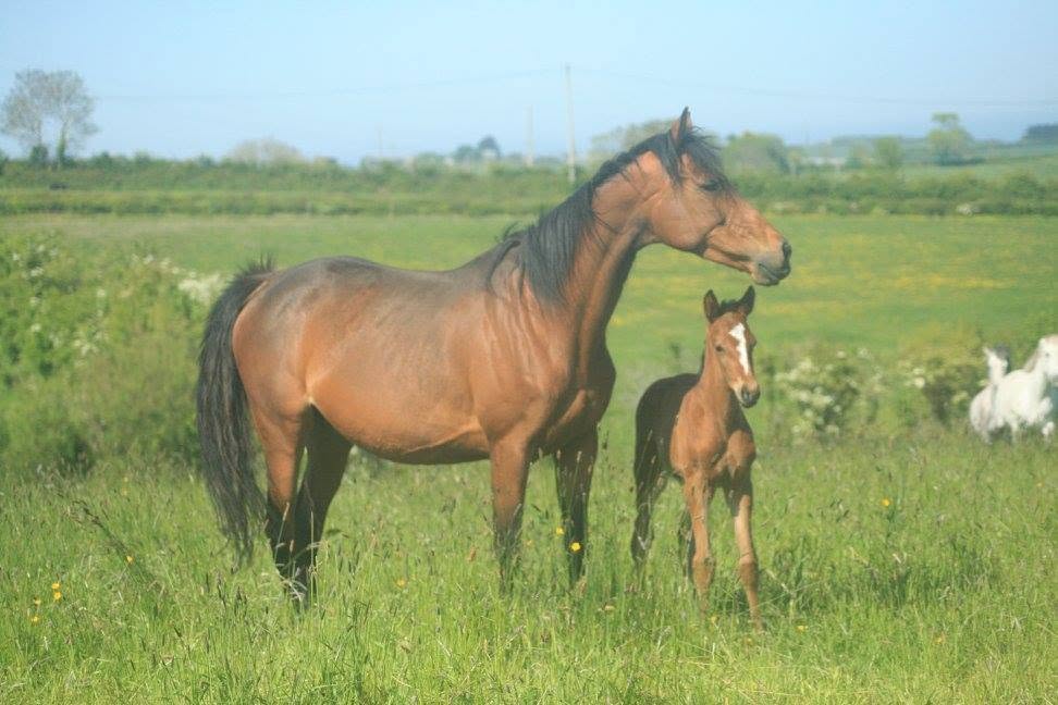 mare-1