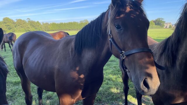 Moyglare Stud Farm