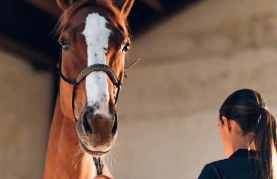 SES Equine Veterinary Services