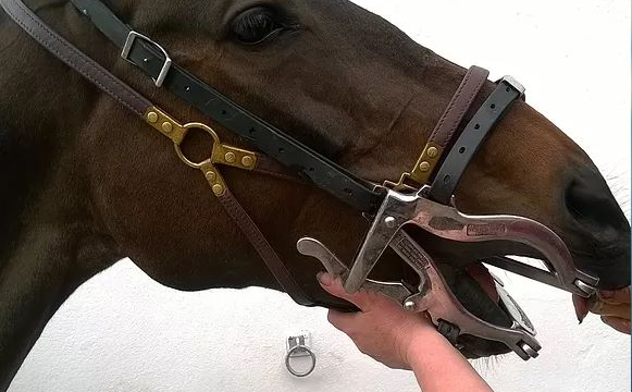 Sycamore Equine Dentistry