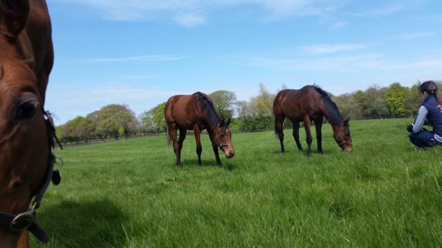 Triermore Stud