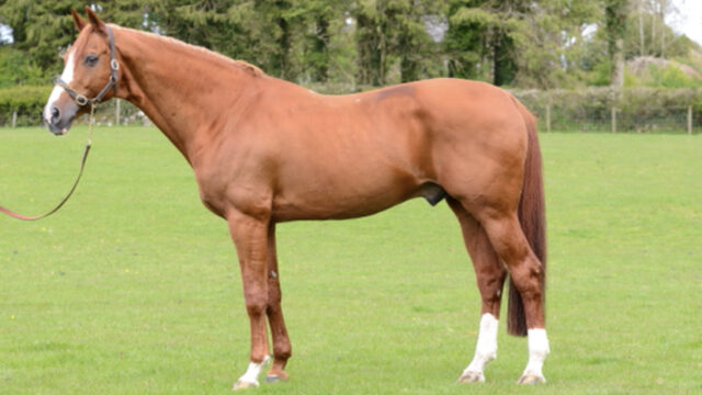 Tullaghansleek Stud